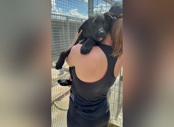 Welpe Nero sucht seine Familie (D/CH/LUX)