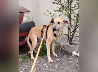 Leni - sehr lieb + sanft