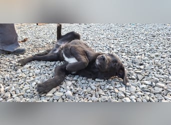 Smoothie - sanfter Welpenbub sucht Familie