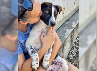 Welpenmädchen Bijoux sucht Körbchen (D/CH/LUX)