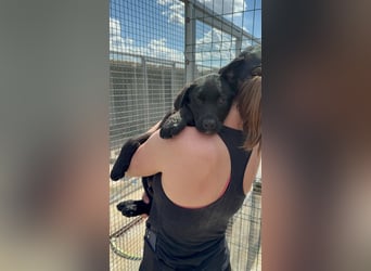 Welpe Nero sucht seine Familie (D/CH/LUX)