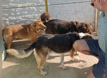 Sienna - schöne Hündin mit viel Potenzial sucht Zuhause (D/ CH/ LUX)