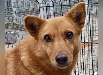 Sienna - schöne Hündin mit viel Potenzial sucht Zuhause (D/ CH/ LUX)