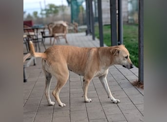 Leni - sehr lieb + sanft