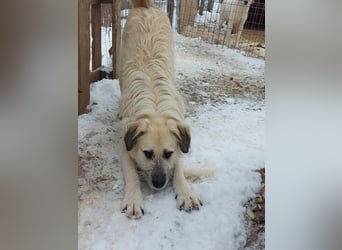 Brann - sportlicher, kluger Kerl sucht aktive Menschen