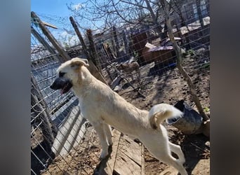 Brann - sportlicher, kluger Kerl sucht aktive Menschen