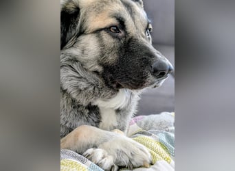 Kai - Vom Karton auf die Couch
