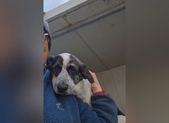 Clarita: sie wünscht sich viele Streichelhände