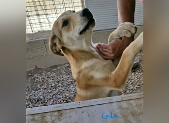 Leda: das Leben meint es nicht gut mit uns (CH, A, NL)