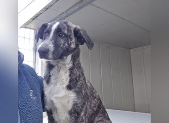 Chandra: sie ist der Sonnenschein im Rudel