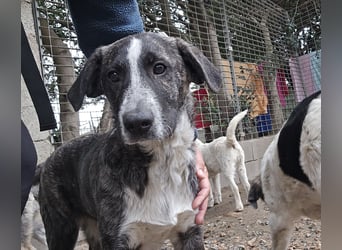 Chandra: sie ist der Sonnenschein im Rudel