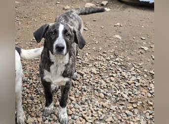 Chandra: sie ist der Sonnenschein im Rudel