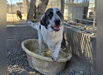 Cassian: er liebt spielen und kuscheln