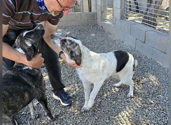 Cassian: er liebt spielen und kuscheln