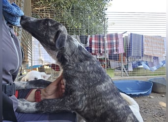 Chandra: sie ist der Sonnenschein im Rudel