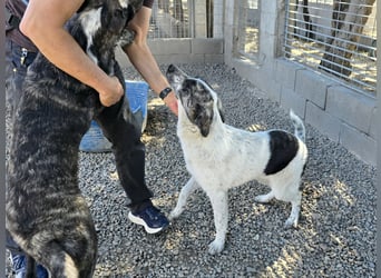 Cassian: er liebt spielen und kuscheln