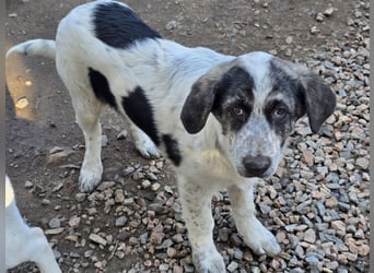 Cassian: er liebt spielen und kuscheln