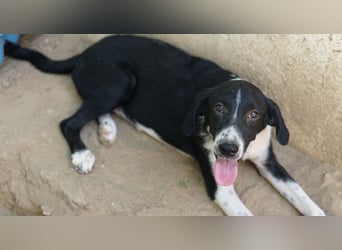 Piko, geb. ca. 01/2025, lebt in GRIECHENLAND, auf einer privaten Pflegestelle