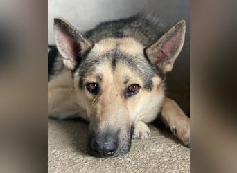 Hankan, geb. ca. 01/2024, lebt in GRIECHENLAND, im städt. Tierheim Serres