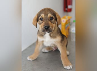 Kuba, geb. ca. 12/2025, lebt in GRIECHENLAND, auf einer privaten Pflegestelle