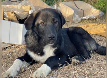 Esko, geb. ca. 09/2024, lebt in GRIECHENLAND, im städt. Tierheim Serres