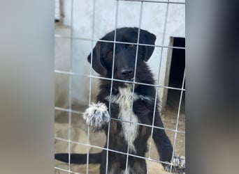 Erebus, geb. ca. 01/2025, lebt in GRIECHENLAND, im städt. Tierheim Serres