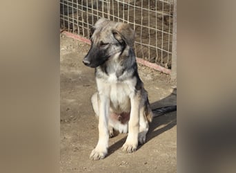 Erwin, geb. ca. 05/2024, lebt in GRIECHENLAND, im städt. Tierheim Serres