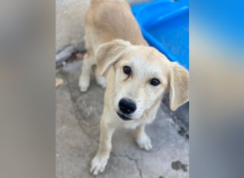 Shaggy, geb. ca. 04/2025, lebt in GRIECHENLAND, im städt. Tierheim Serres