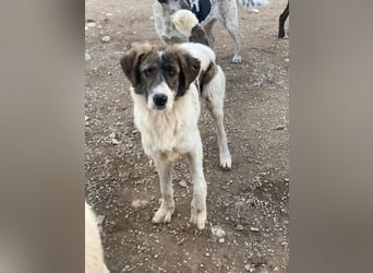 Evans, geb. ca. 04/2025, lebt in GRIECHENLAND, im städt. Tierheim Serres