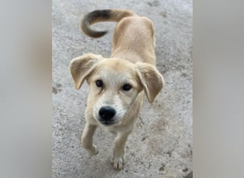 Shaggy, geb. ca. 04/2025, lebt in GRIECHENLAND, im städt. Tierheim Serres