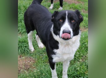 Eddy, geb. ca. 01/2018, lebt in GRIECHENLAND, im städt. Tierheim Serres