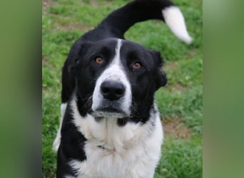 Eddy, geb. ca. 01/2018, lebt in GRIECHENLAND, im städt. Tierheim Serres