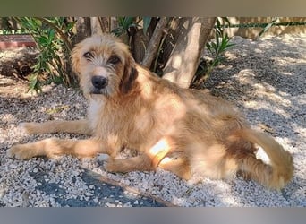 Sid, geb. ca. 08/2022 , lebt in GRIECHENLAND, auf einer privaten Pflegestelle