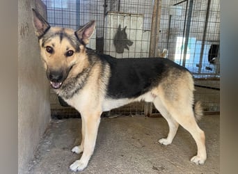 Hankan, geb. ca. 01/2024, lebt in GRIECHENLAND, im städt. Tierheim Serres