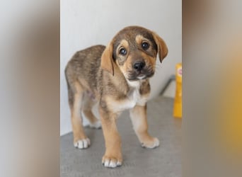 Kuba, geb. ca. 12/2025, lebt in GRIECHENLAND, auf einer privaten Pflegestelle