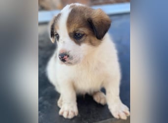 Pilgrim, geb. ca. 01/2026, lebt in GRIECHENLAND, im städt. Tierheim Serres