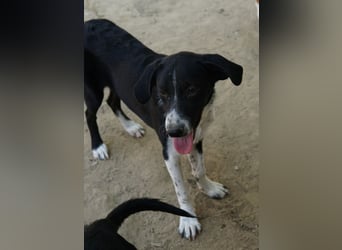 Piko, geb. ca. 01/2025, lebt in GRIECHENLAND, auf einer privaten Pflegestelle