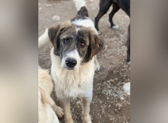 Evans, geb. ca. 04/2025, lebt in GRIECHENLAND, im städt. Tierheim Serres