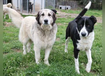 Eddy, geb. ca. 01/2018, lebt in GRIECHENLAND, im städt. Tierheim Serres