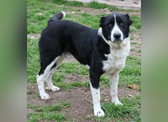 Eddy, geb. ca. 01/2018, lebt in GRIECHENLAND, im städt. Tierheim Serres