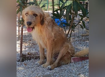 Sid, geb. ca. 08/2022 , lebt in GRIECHENLAND, auf einer privaten Pflegestelle