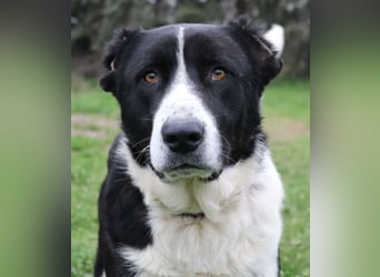 Eddy, geb. ca. 01/2018, lebt in GRIECHENLAND, im städt. Tierheim Serres