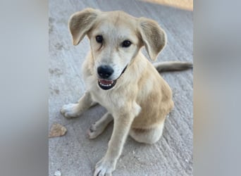 Shaggy, geb. ca. 04/2025, lebt in GRIECHENLAND, im städt. Tierheim Serres