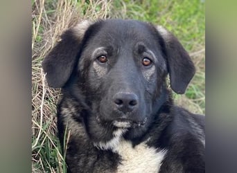 Esko, geb. ca. 09/2024, lebt in GRIECHENLAND, im städt. Tierheim Serres