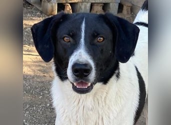 Grecco, geb. ca. 11/2022, lebt in GRIECHENLAND, im städt. Tierheim Serres