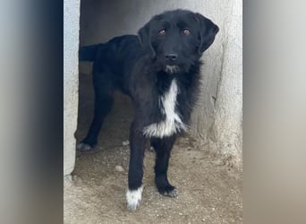 Erebus, geb. ca. 01/2025, lebt in GRIECHENLAND, im städt. Tierheim Serres