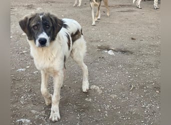 Evans, geb. ca. 04/2025, lebt in GRIECHENLAND, im städt. Tierheim Serres