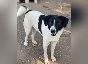 Grecco, geb. ca. 11/2022, lebt in GRIECHENLAND, im städt. Tierheim Serres