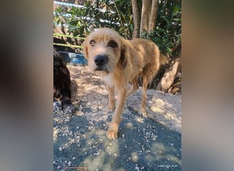 Sid, geb. ca. 08/2022 , lebt in GRIECHENLAND, auf einer privaten Pflegestelle