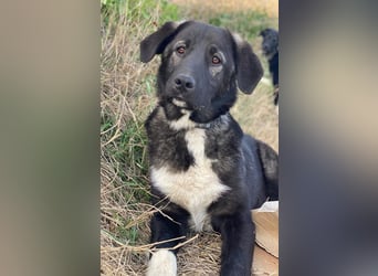 Esko, geb. ca. 09/2024, lebt in GRIECHENLAND, im städt. Tierheim Serres